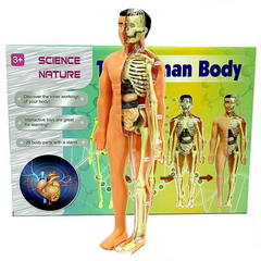 Nessiworld The Human Body Human Body 3D Education Set 3302
