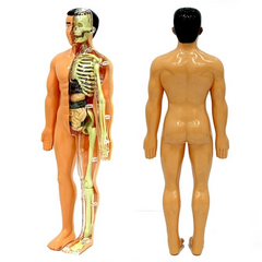 Nessiworld The Human Body Human Body 3D Education Set 3302