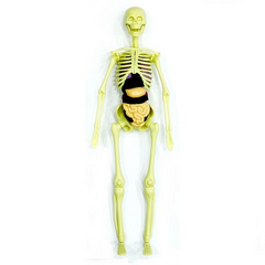 Nessiworld The Human Body Human Body 3D Education Set 3302