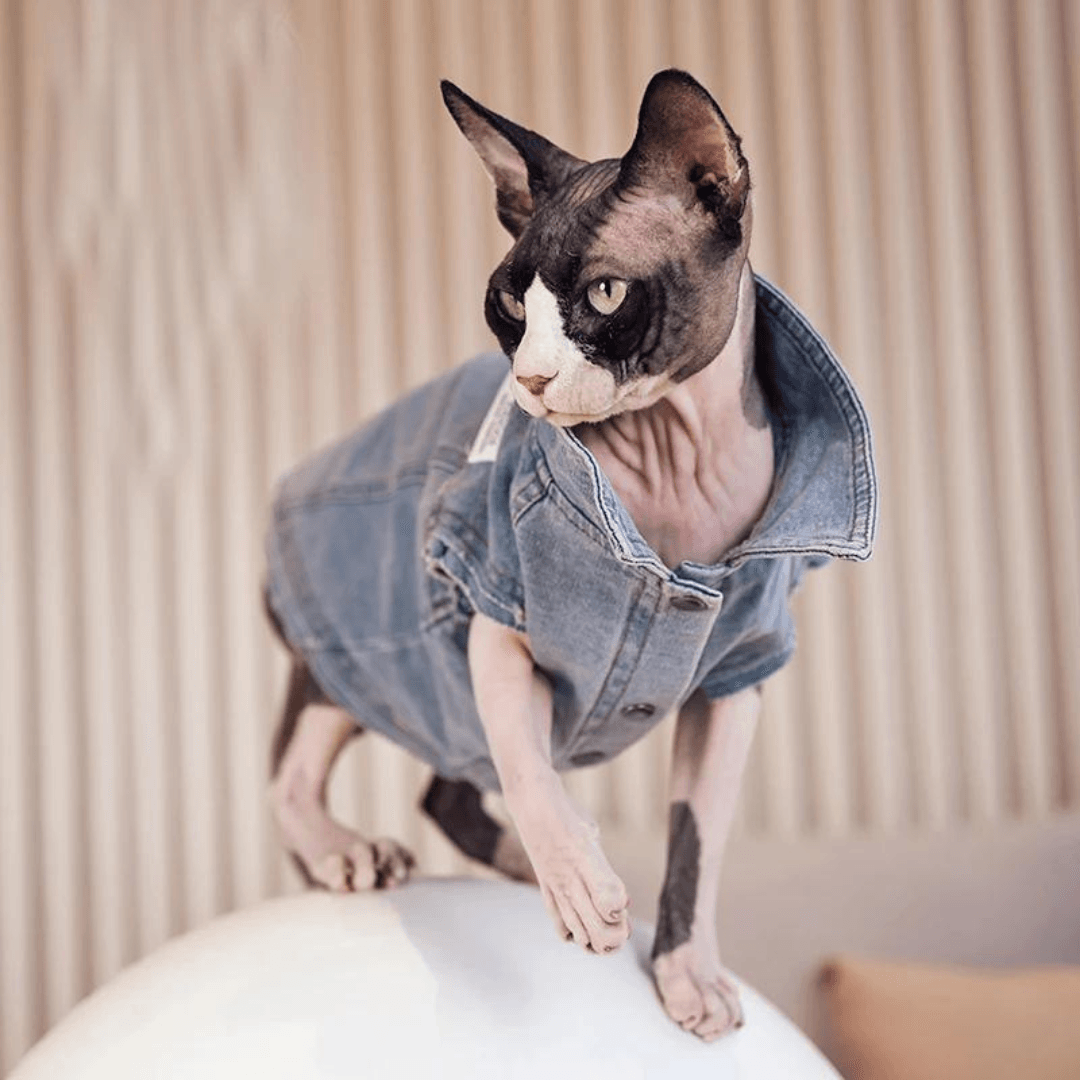 Paw Portal Denim Ceket Kedi Kıyafeti - MeanYou