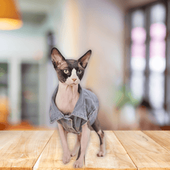 Paw Portal Denim Ceket Kedi Kıyafeti - MeanYou