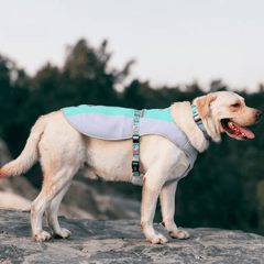 Paw Portal Köpekler İçin Soğutucu Yelek - MeanYou