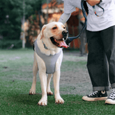 Paw Portal Köpekler İçin Soğutucu Yelek - MeanYou