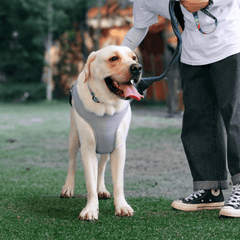 Paw Portal Köpekler İçin Soğutucu Yelek - MeanYou