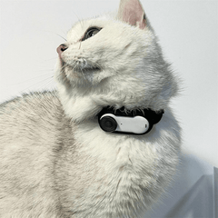 Paw Portal Premium Edition Kedi Köpek Tasma Kamerası - MeanYou