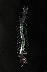 NessiWorld Transparent Color Glow in the Dark Phosphorescent Centipede 13 cm 1 Piece