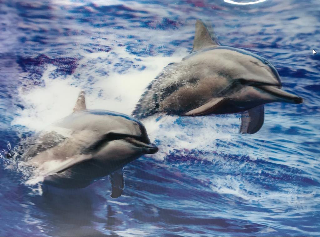 Nessiworld 5D Diamond Painting Cute Dolphins Double Dolphin Picture Painting 30x40 cm