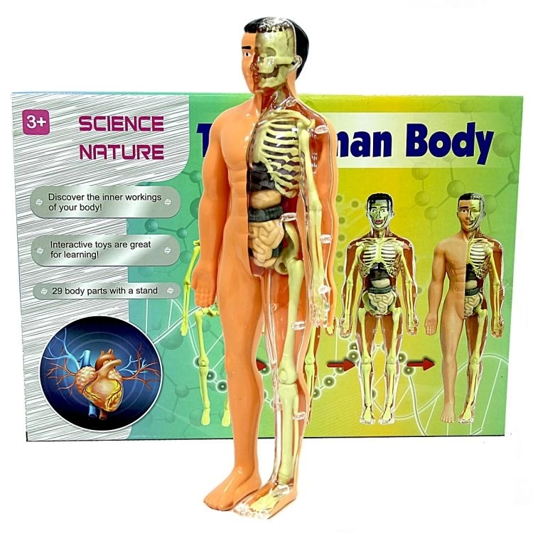 Nessiworld The Human Body Human Body 3D Education Set 3302