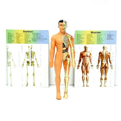 Nessiworld The Human Body Human Body 3D Education Set 3302