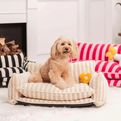 Paw Portal Kedi Köpek Koltuğu - MeanYou