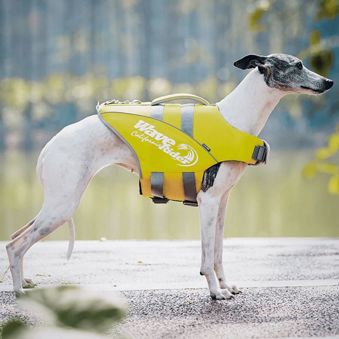 Paw Portal Köpek Can Yeleği - MeanYou