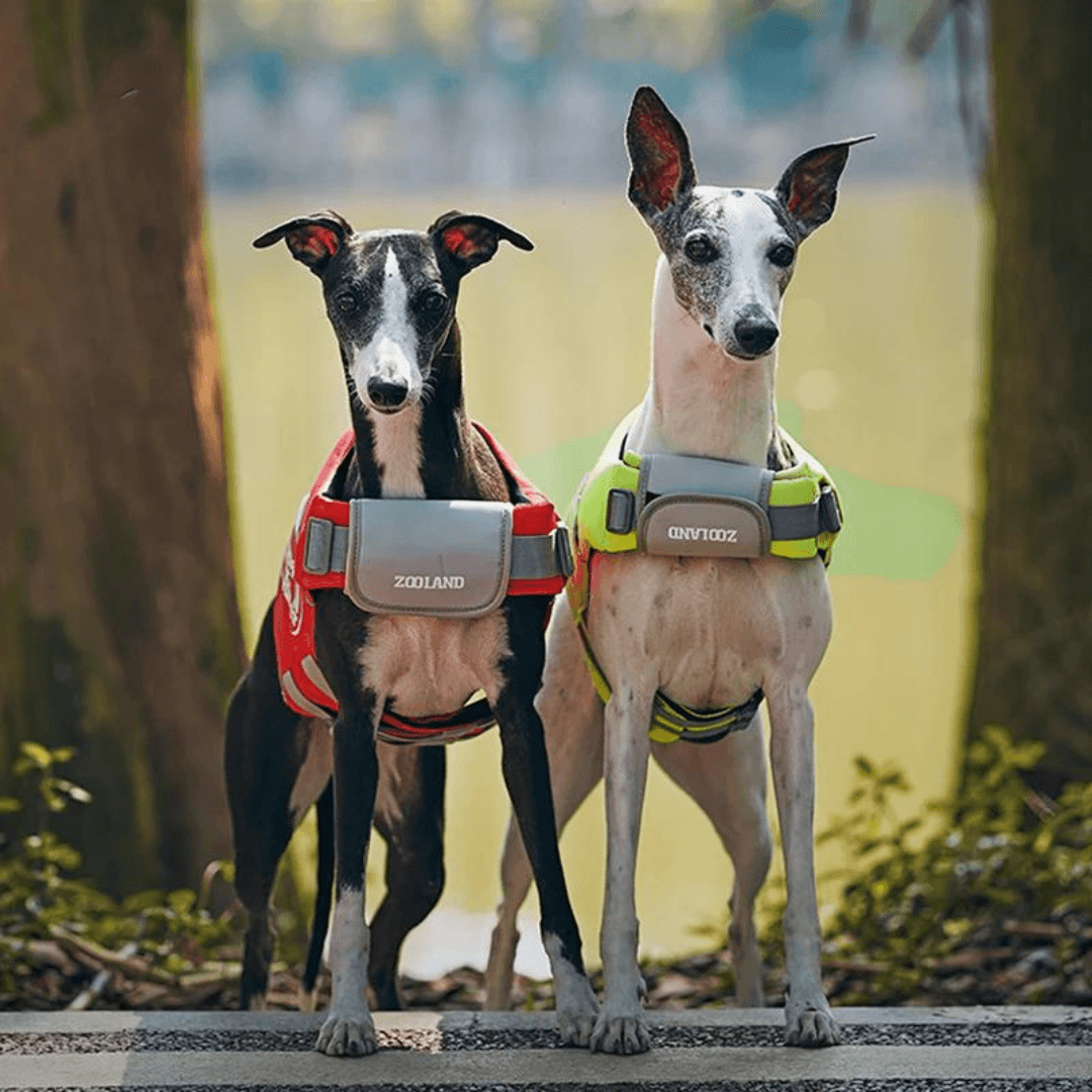 Paw Portal Köpek Can Yeleği - MeanYou