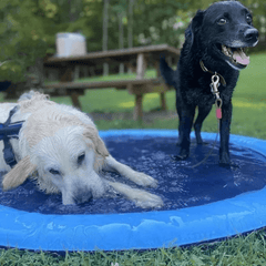 Paw Portal Köpek Oyun Havuzu - MeanYou