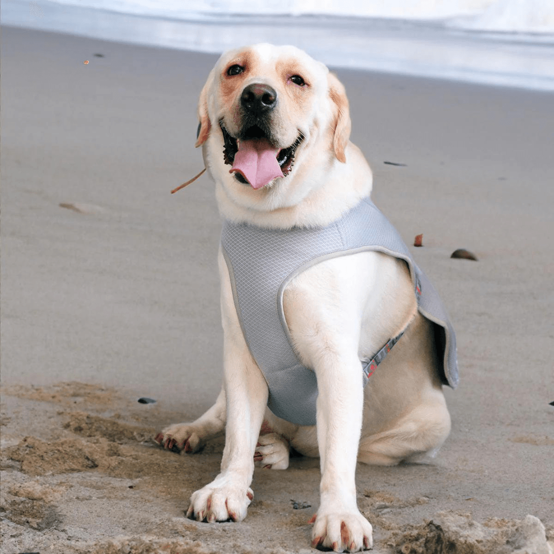 Paw Portal Köpekler İçin Soğutucu Yelek - MeanYou