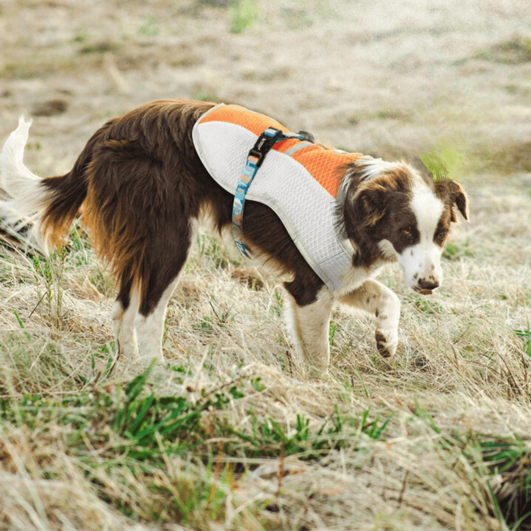 Paw Portal Köpekler İçin Soğutucu Yelek - MeanYou