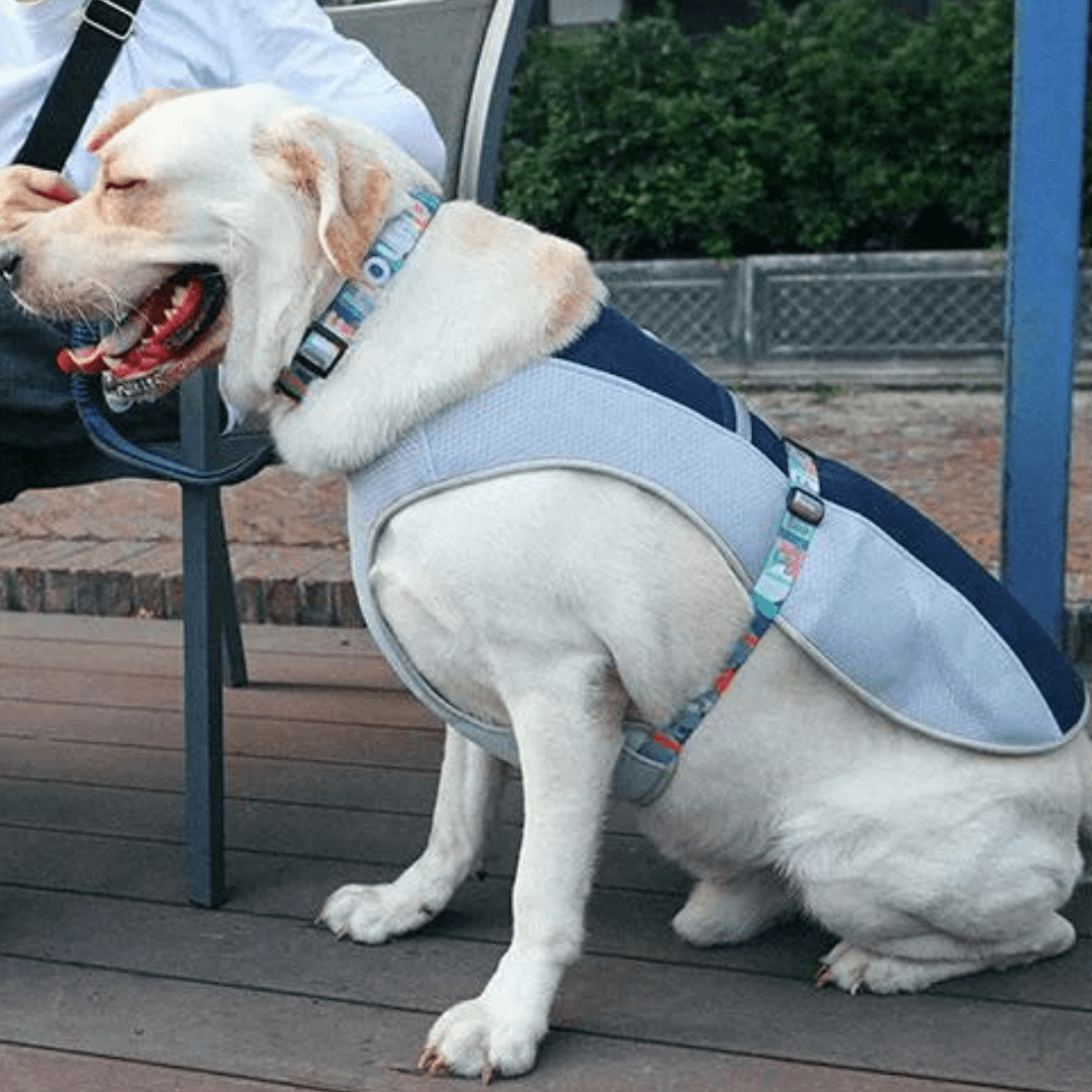 Paw Portal Köpekler İçin Soğutucu Yelek - MeanYou