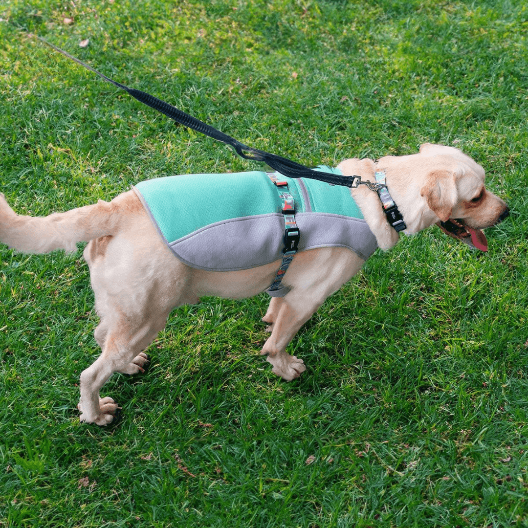Paw Portal Köpekler İçin Soğutucu Yelek - MeanYou